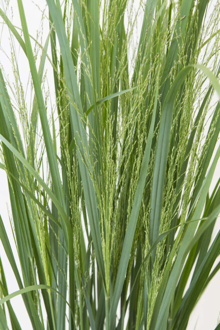 Panicum Virgatum 'Northwind'