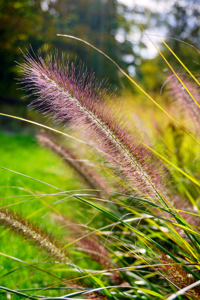 Pennisetum Alopecuroides Viridescens