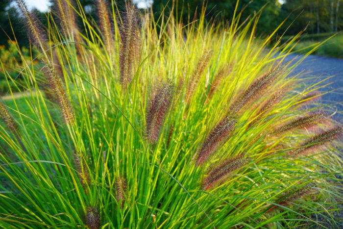 Pennisetum Alopecuroides Viridescens