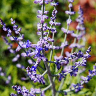 Perovskia ‘Blue Spire’