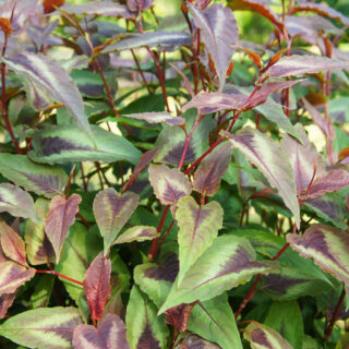 Persicaria Microcephala ‘Red Dragon’