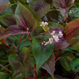 Persicaria Microcephala ‘Red Dragon’