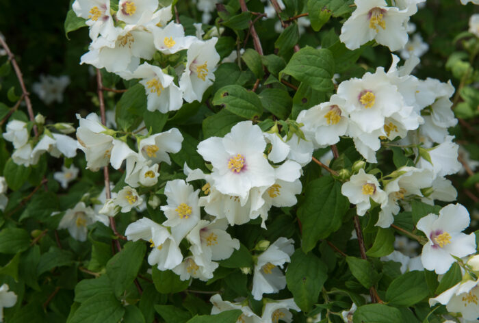 Philadelphus 'Belle Etoile'