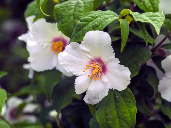 Philadelphus 'Belle Etoile'