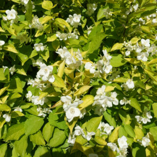 Philadelphus Coronarius ‘Aureus’