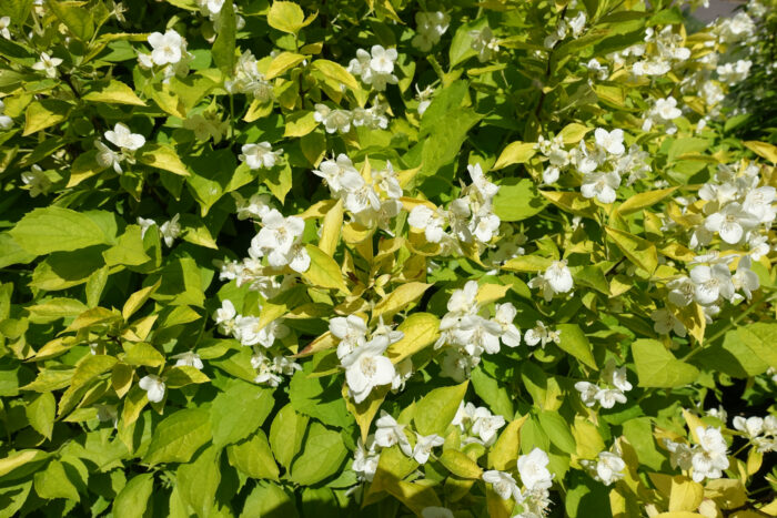 Philadelphus Coronarius 'Aureus'