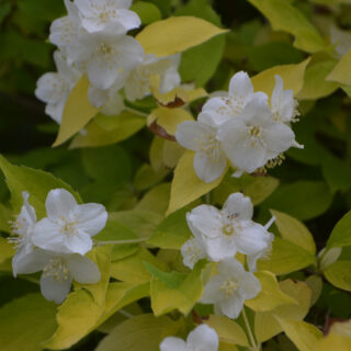 Philadelphus Coronarius ‘Aureus’