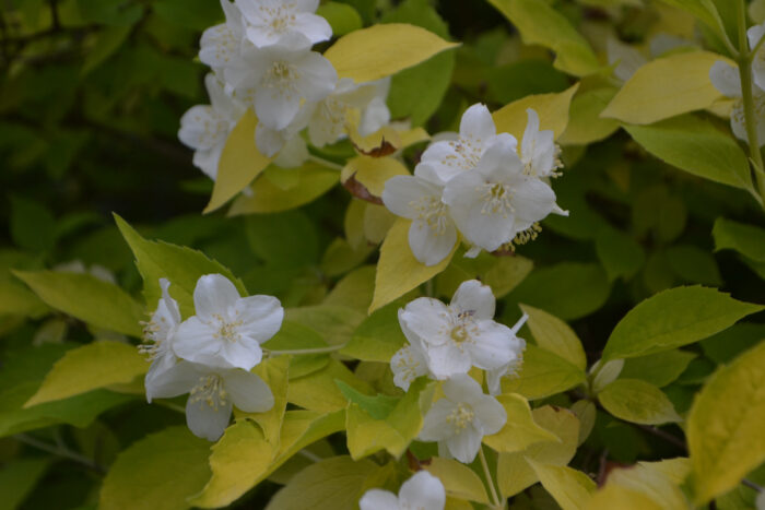 Philadelphus Coronarius 'Aureus'