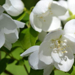 Philadelphus ‘Virginal’