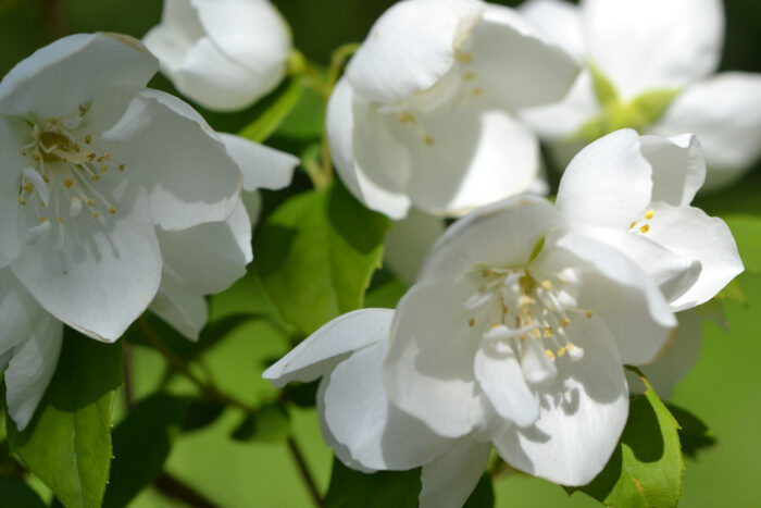 Philadelphus 'Virginal'