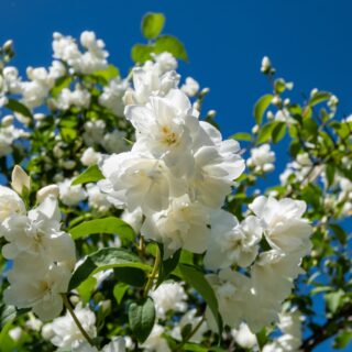 Philadelphus ‘Virginal’