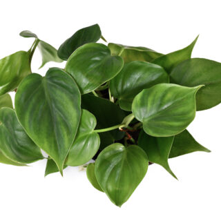 Philodendron ‘Scandens’