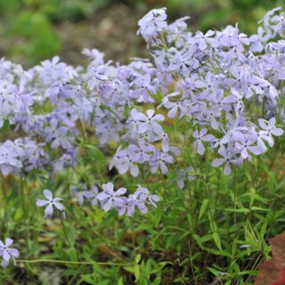 Phlox Divaricata ‘Clouds of Perfume’