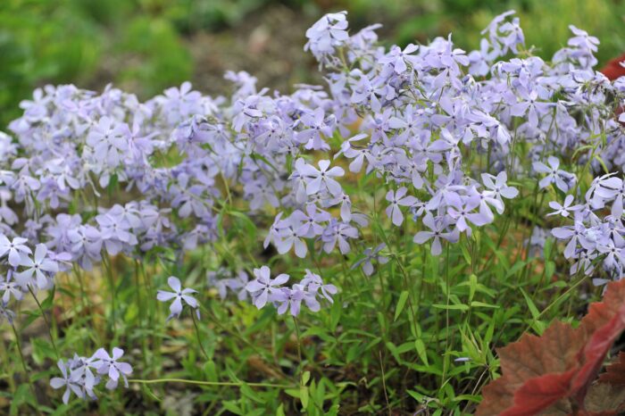 Phlox Divaricata 'Clouds of Perfume'