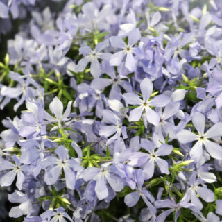 Phlox Divaricata ‘Clouds of Perfume’