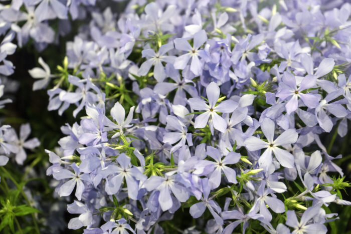 Phlox Divaricata 'Clouds of Perfume'