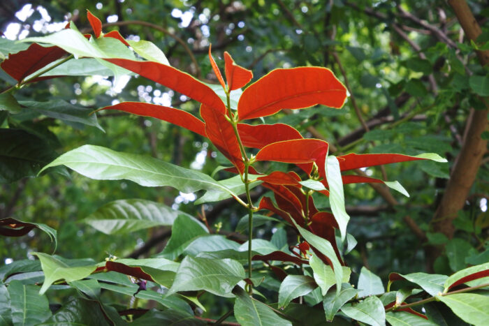 Photinia x Fraseri 'Carre Rouge'