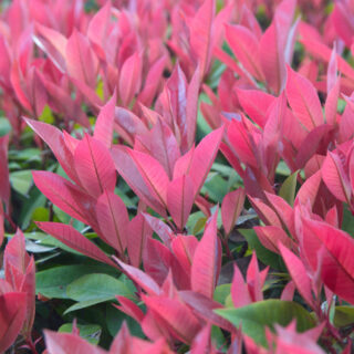 Photinia x Fraseri ‘Red Robin’