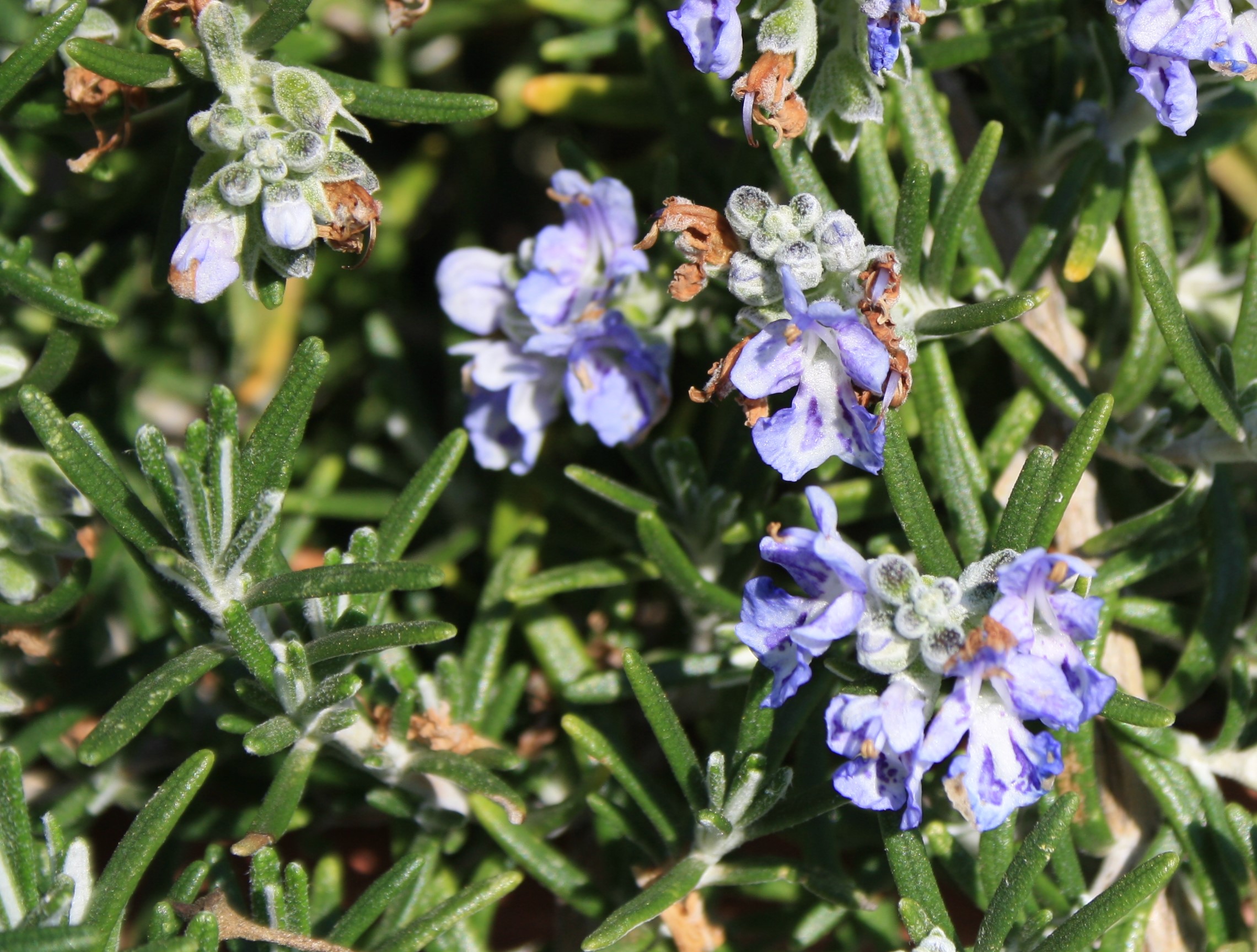 Rosemary Rosmarinus officinalis Plants To Your Door