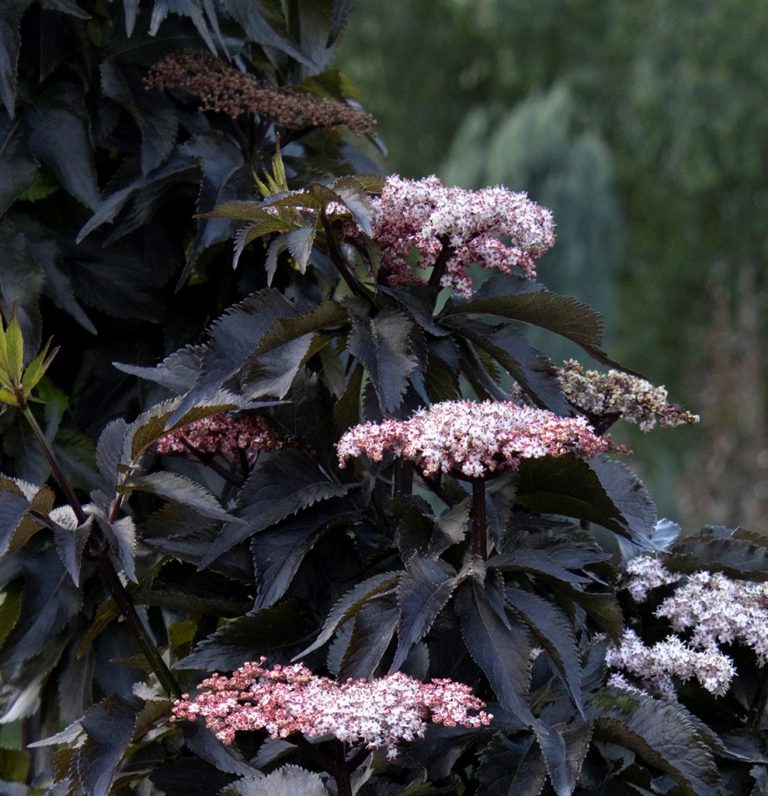 Sambucus Nigra ‘Black Tower’ Plants To Your Door