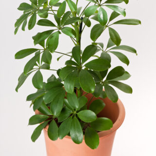 Schefflera Arboricola