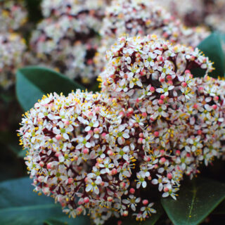 Skimmia Japonica ‘Rubella’