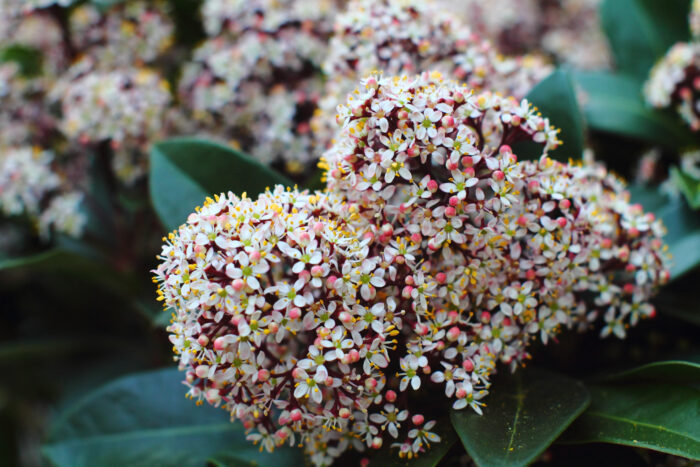 Skimmia Japonica 'Rubella'