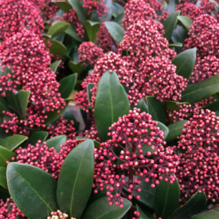 Skimmia Japonica ‘Rubella’