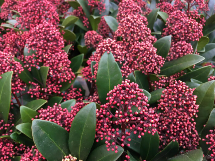 Skimmia Japonica 'Rubella'