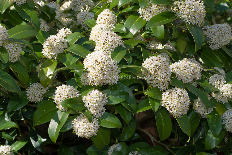 Skimmia jap. ‘Fragrant Cloud’ – Plants To Your Door