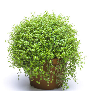 Soleirolia Soleirolii