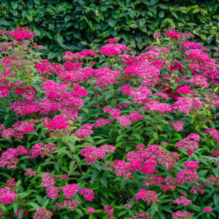 Spiraea Japonica ‘Anthony Waterer’