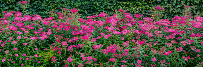 Spiraea Japonica 'Anthony Waterer'