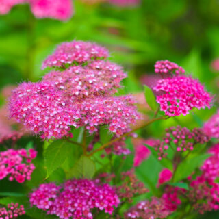 Spiraea Japonica ‘Anthony Waterer’