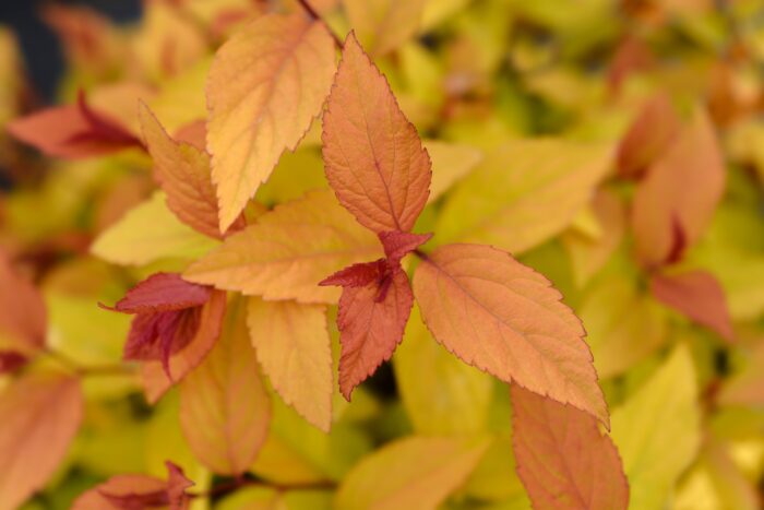 Spiraea Japonica 'Firelight'