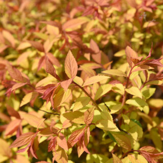 Spiraea Japonica ‘Golden Princess’