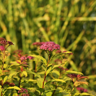 Spiraea Japonica ‘Golden Princess’