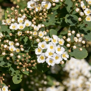 Spiraea Nipponica ‘Snowmound’