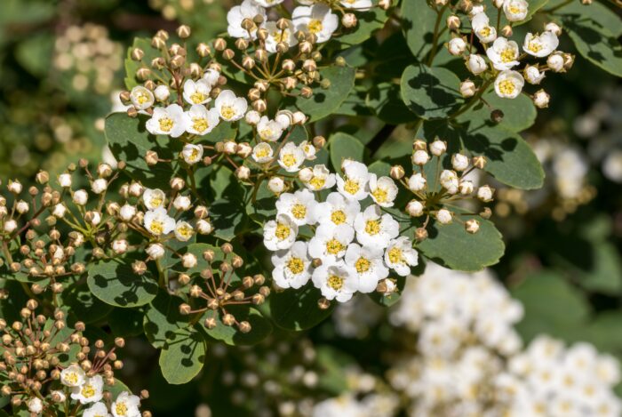 Spiraea Nipponica 'Snowmound'