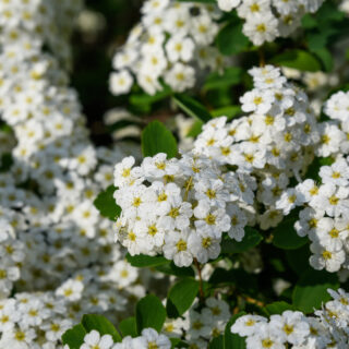 Spiraea Nipponica ‘Snowmound’
