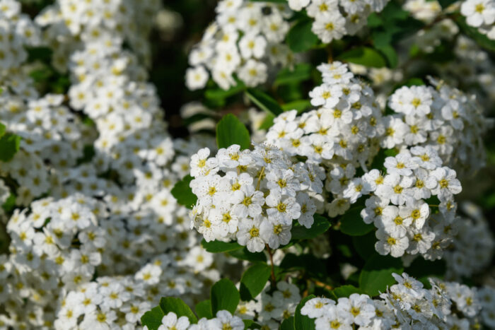 Spiraea Nipponica 'Snowmound'