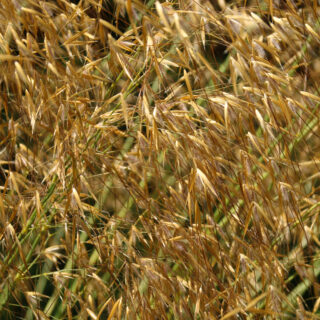 Stipa Gigantea