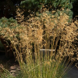 Stipa Gigantea