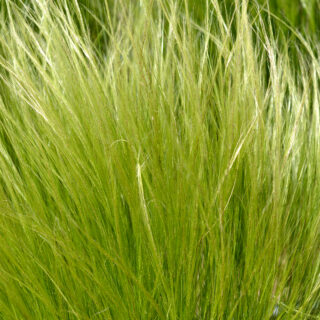 Stipa Tenuissima ‘Pony Tails’