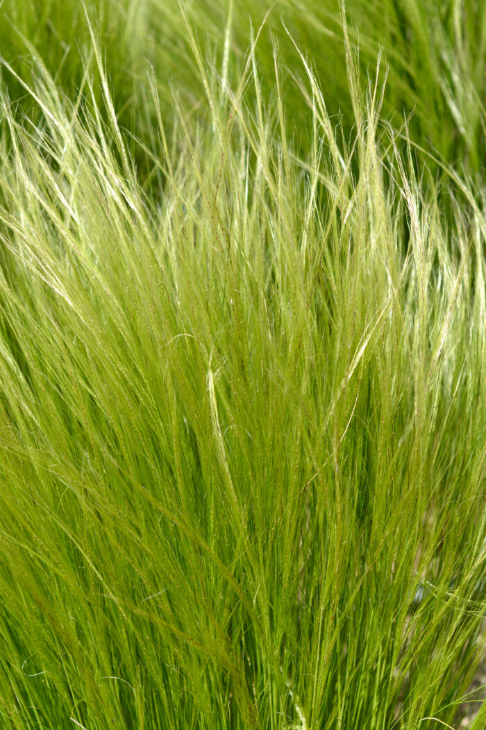 Stipa Tenuissima 'Pony Tails'