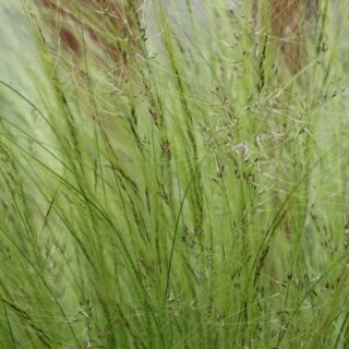 Stipa Tenuissima ‘Pony Tails’