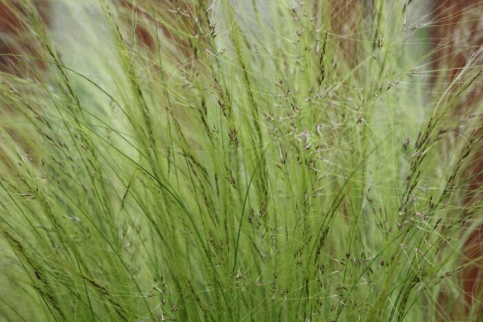 Stipa Tenuissima 'Pony Tails'