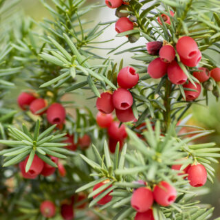 Taxus Baccata