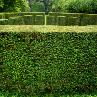 Taxus Baccata
