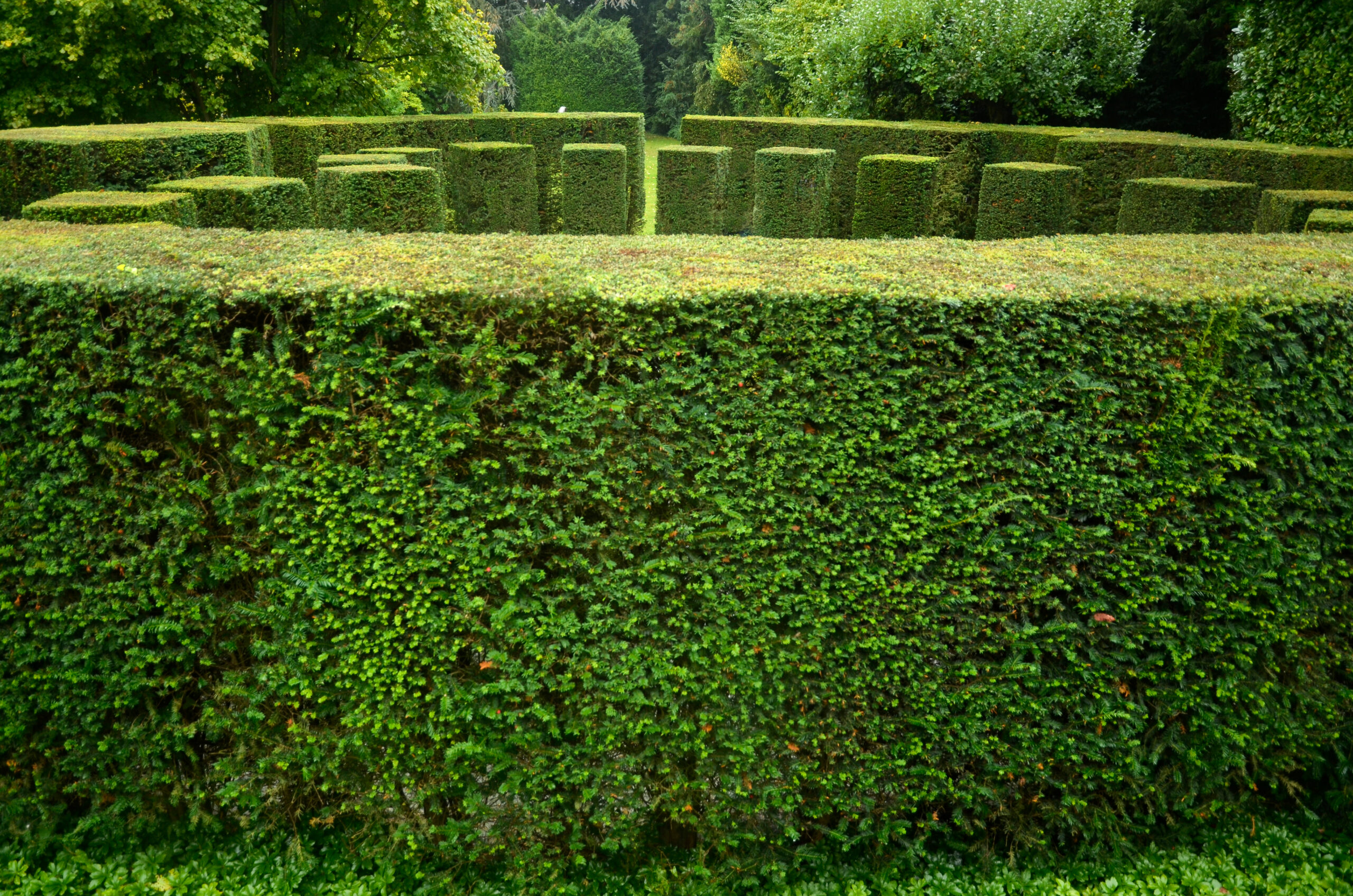 Taxus Baccata Taxus Baccata